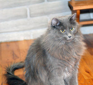 Yoda Sitting Pretty--adopted
