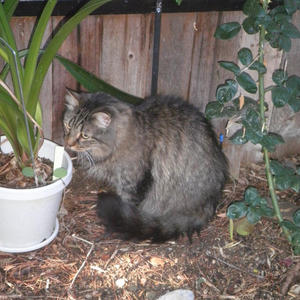 Bellissima aka Bella - Foster needed!