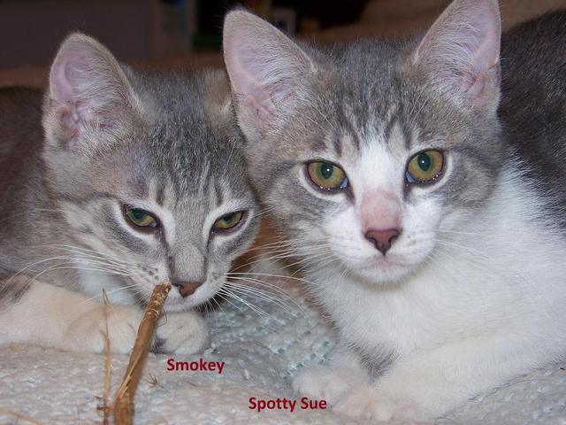 Smokey and Spotty Sue