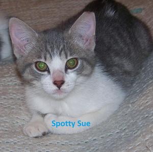 Spotty Sue