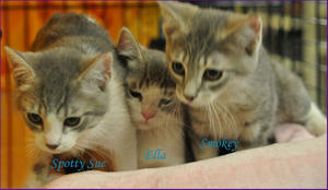 Kittens - Spotty Sue, Ella, Smokey--ADOPTED!