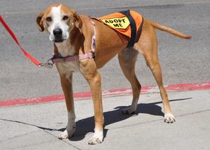 Dixie - Hound/Lab Mix
