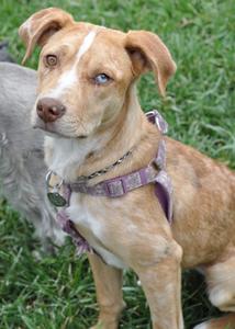 Taylor - Labrador/Hound Mix Puppy