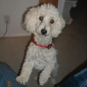 Jacqueline - Adopted!