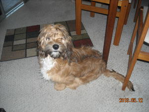 Benji