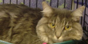 Skittles--Adopted!!