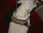 soft harnesses 004