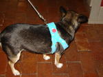 soft harnesses 008