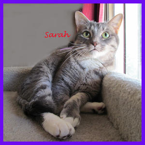 Sarah - Adopted!