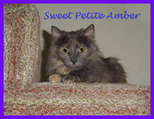 Sweet Petite Amber
