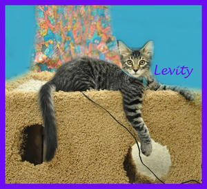 Levity kitten on cheese