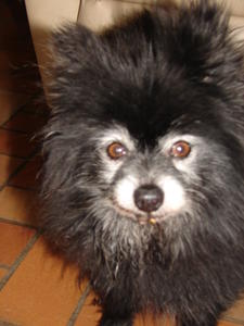 Bandit