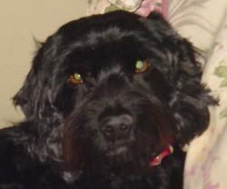 Sophie - ADOPTED!