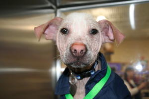 Dobby