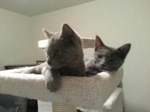 Lefty & Pedro - Adopted