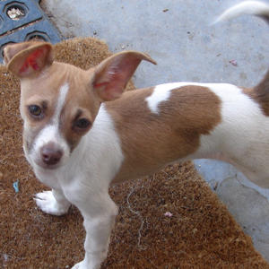 HAPPY TAILS!