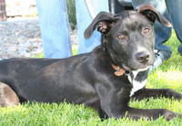Chase -Adopted!