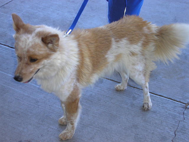 Jaspar - Adopted!