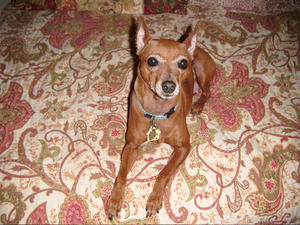 Jude - Adopted!