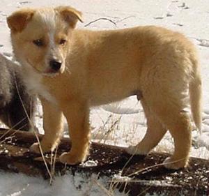 Butterscotch