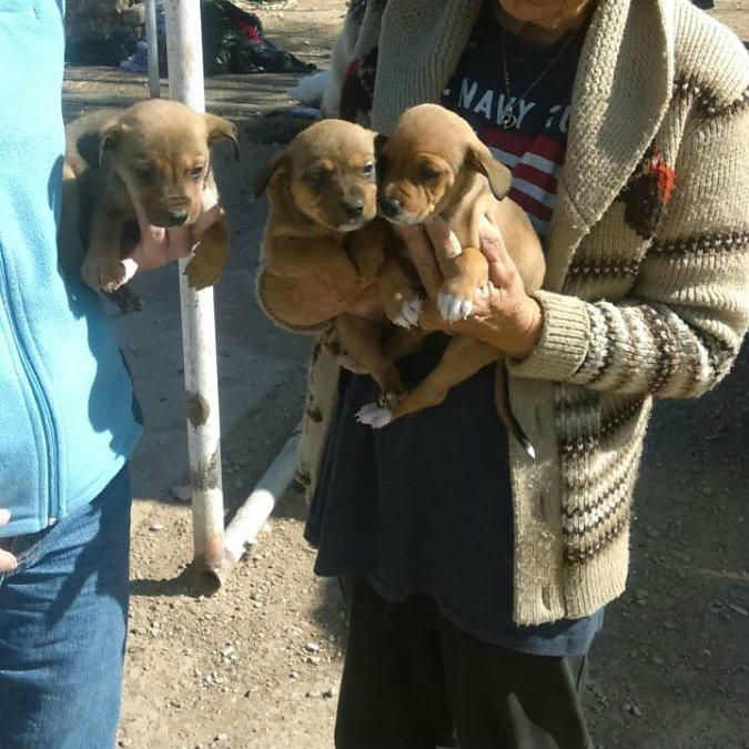 Jenny, Oliver, and Dodger