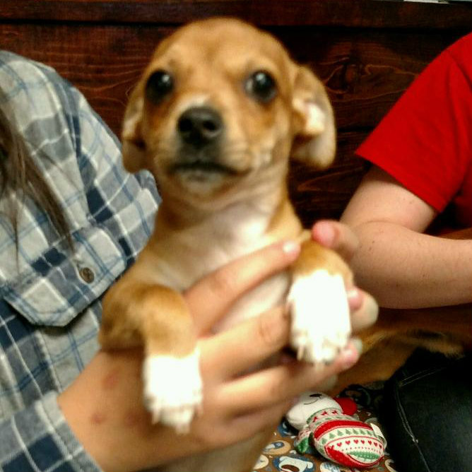 brown chiweenie puppy