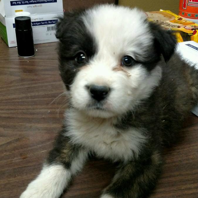 Border Collie Mix Puppy