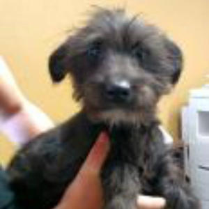 Terrier Mix Puppy Black