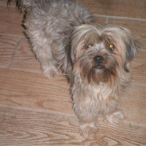 Cinnamon