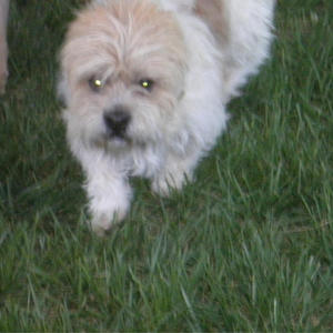 Odie