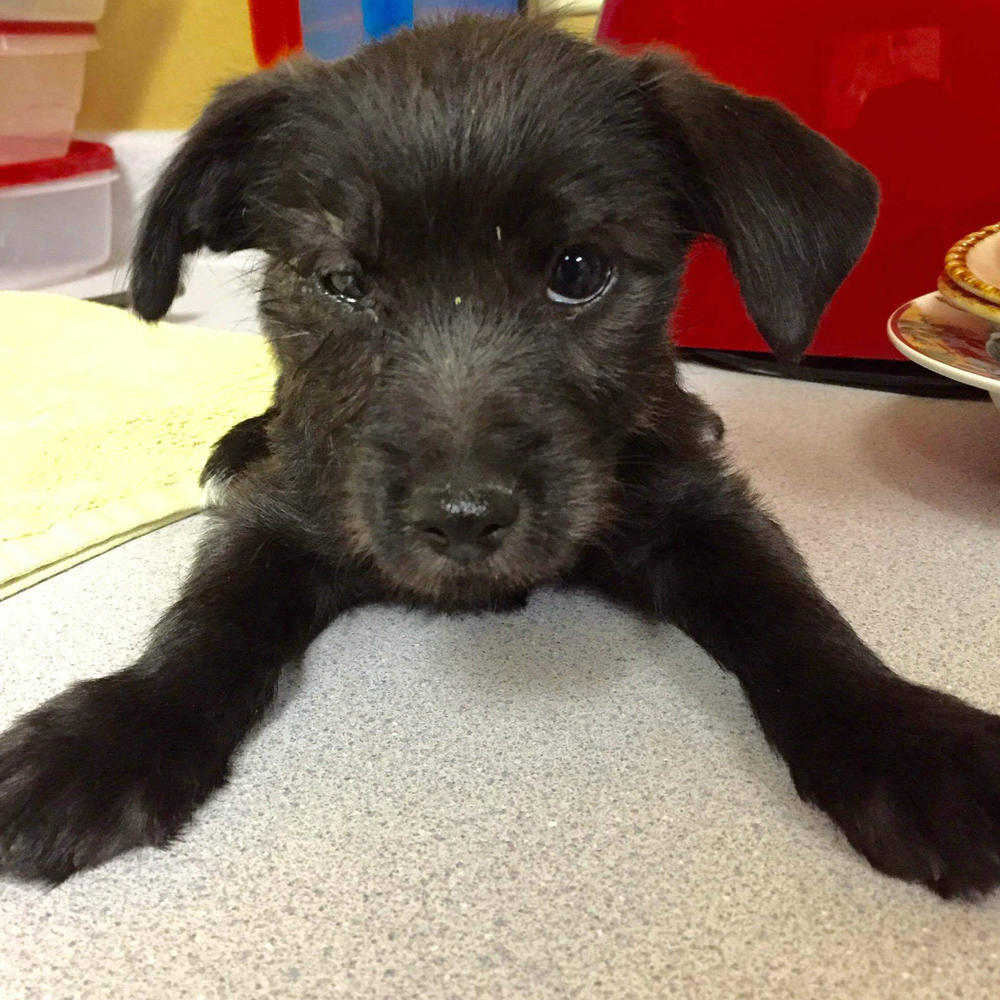 Terrier Puppy