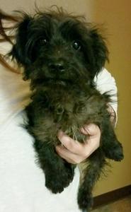 Terrier Mix Puppy Male