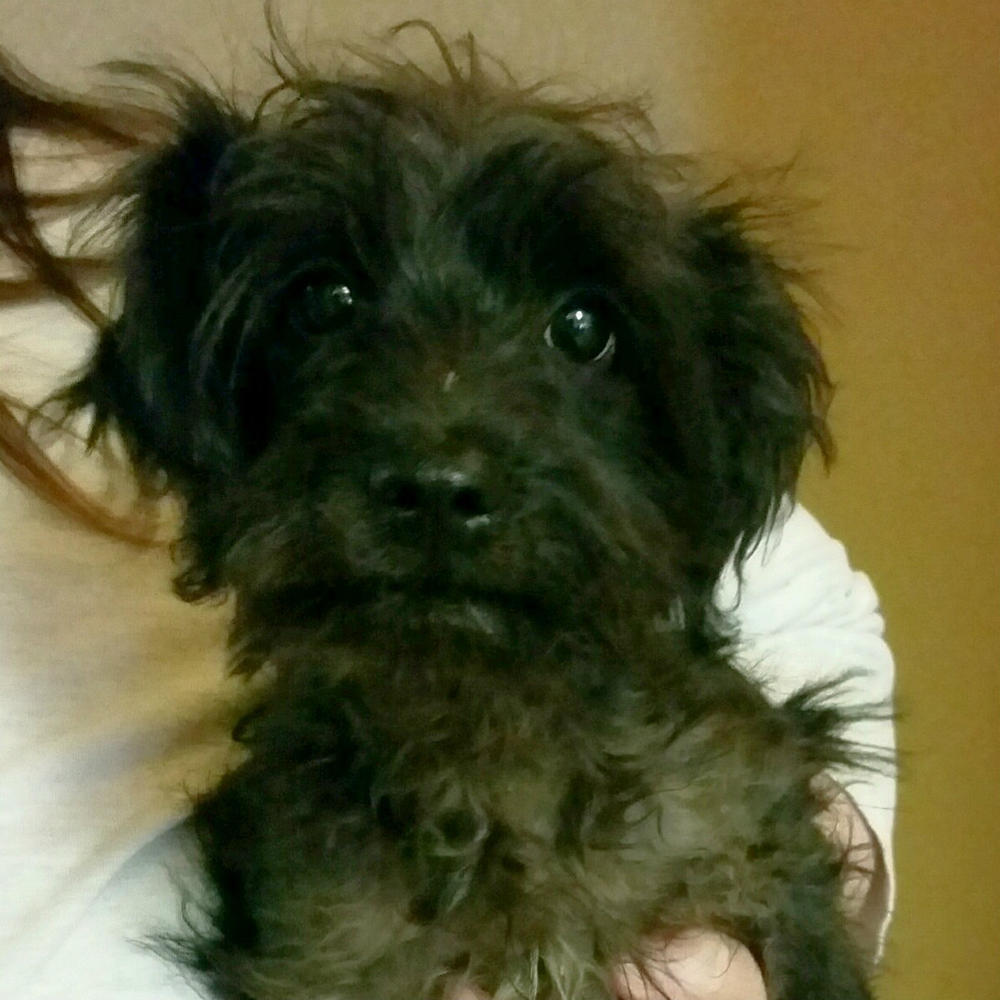 Terrier Mix Puppy Male