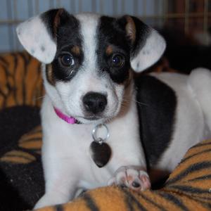 Molly's Puppy - Spotty Adopted