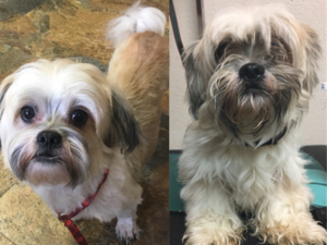 Tyson - Before and After Grooming