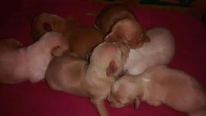 Little Jill's Puppies - October 1, 2016; one week old