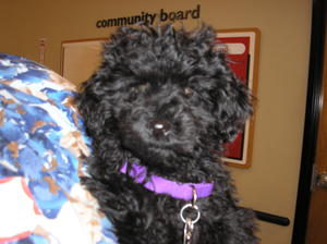 Inkspot - Adopted!