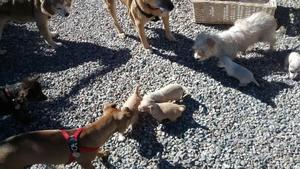 Puppies 1st venture outside - October 26, 2016