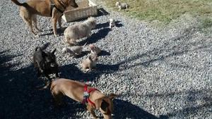 Puppies 1st venture outside - October 26, 2016