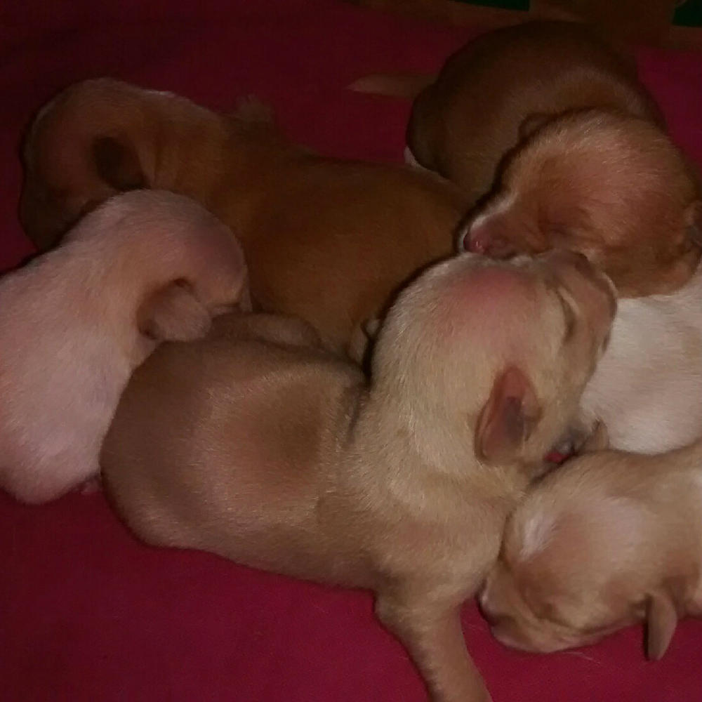 Jills Puppies -one week old on 100116