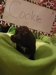 Cookie - November 20, 2016