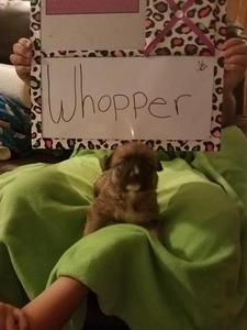 Whopper -- November 20, 2016