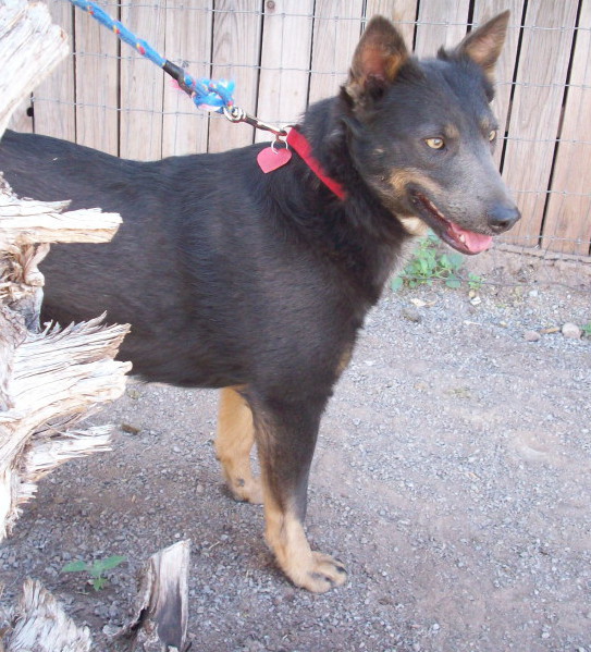 Taz