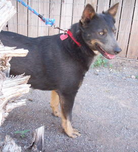 Taz