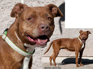 Monica - Adopted!