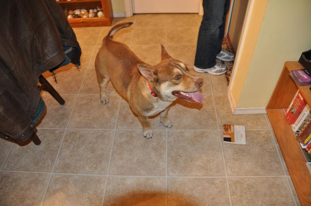 Odie DSC_0198