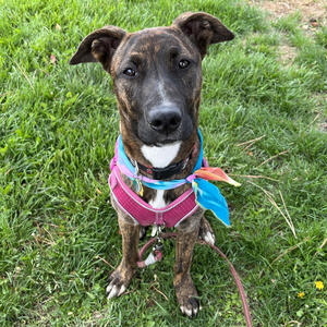 Dogs for Adoption