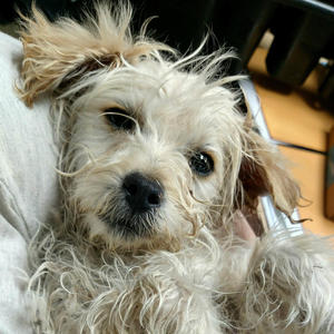 Daizee's Puppy - Einstein - Adopted
