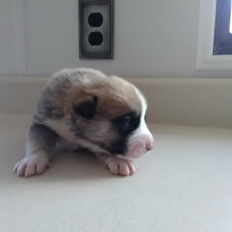 Juneau's Puppy - Nutmeg