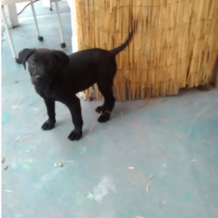 Blk Lab Puppy Female untitledC